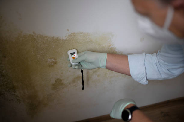 Best Basement Mold Remediation in Wilton Center, CT