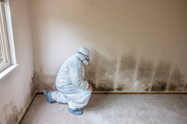 Best White Mold Remediation in Wilton Center, CT